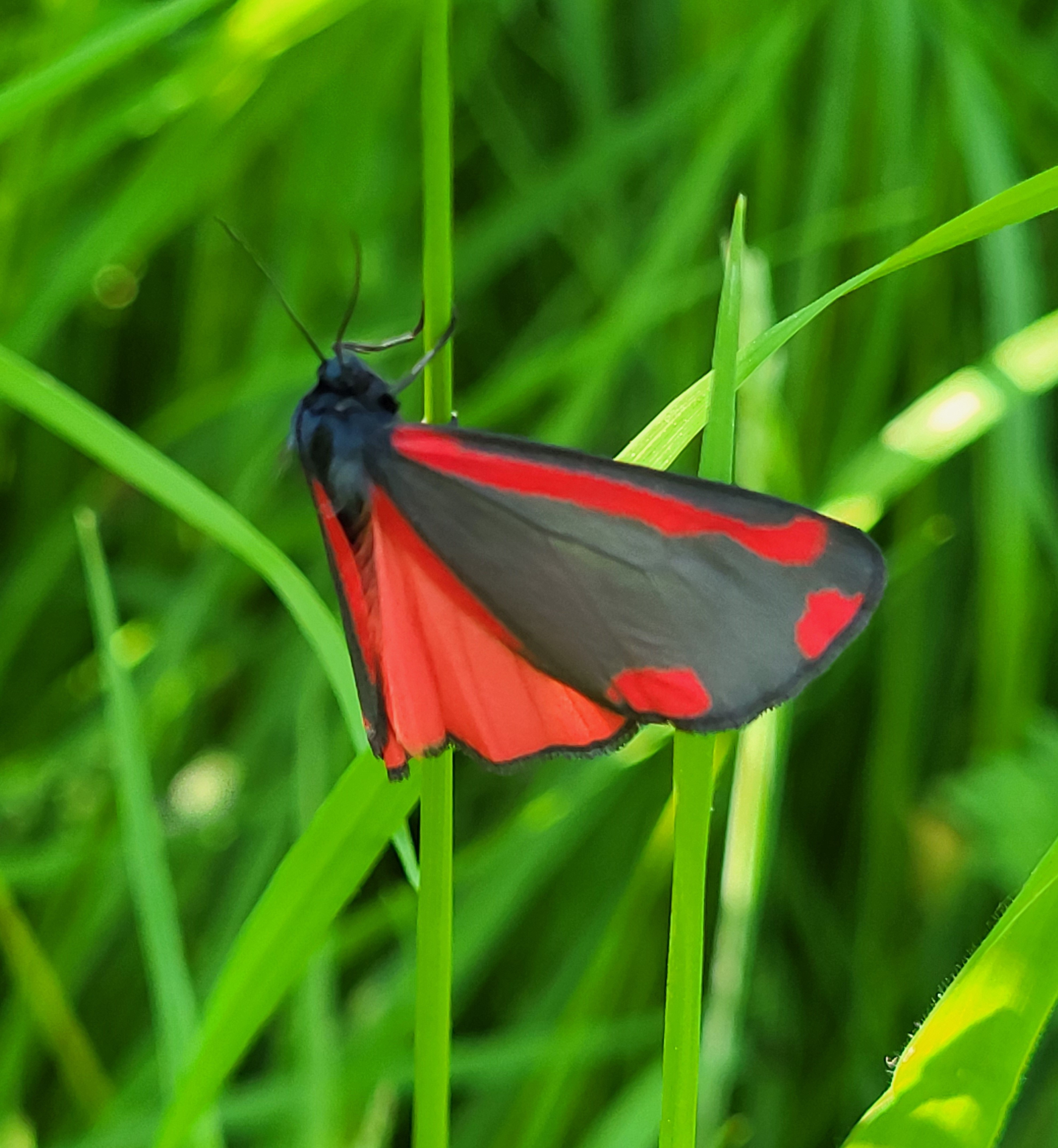 Photo of Cinnabar (Tyria jacobaeae)